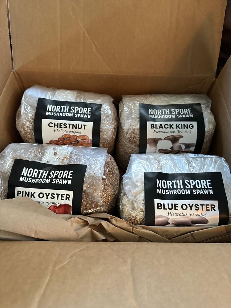 Organic Pink Oyster Mushroom Grow Kit Fruiting Block - Customer Photo From Justin