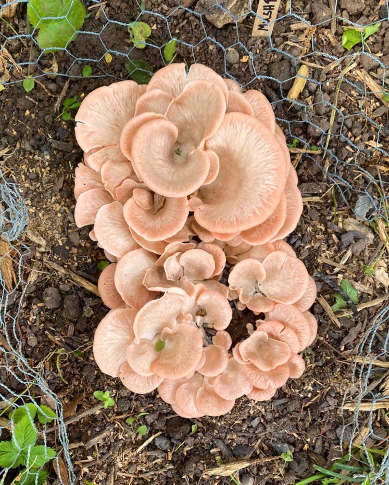Organic Pink Oyster Mushroom Grow Kit Fruiting Block - Customer Photo From Michael Robertson