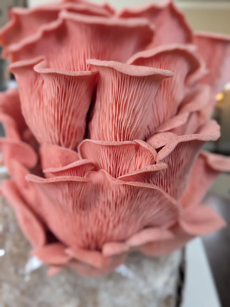 Organic Pink Oyster Mushroom Grow Kit Fruiting Block - Customer Photo From Haig Colter