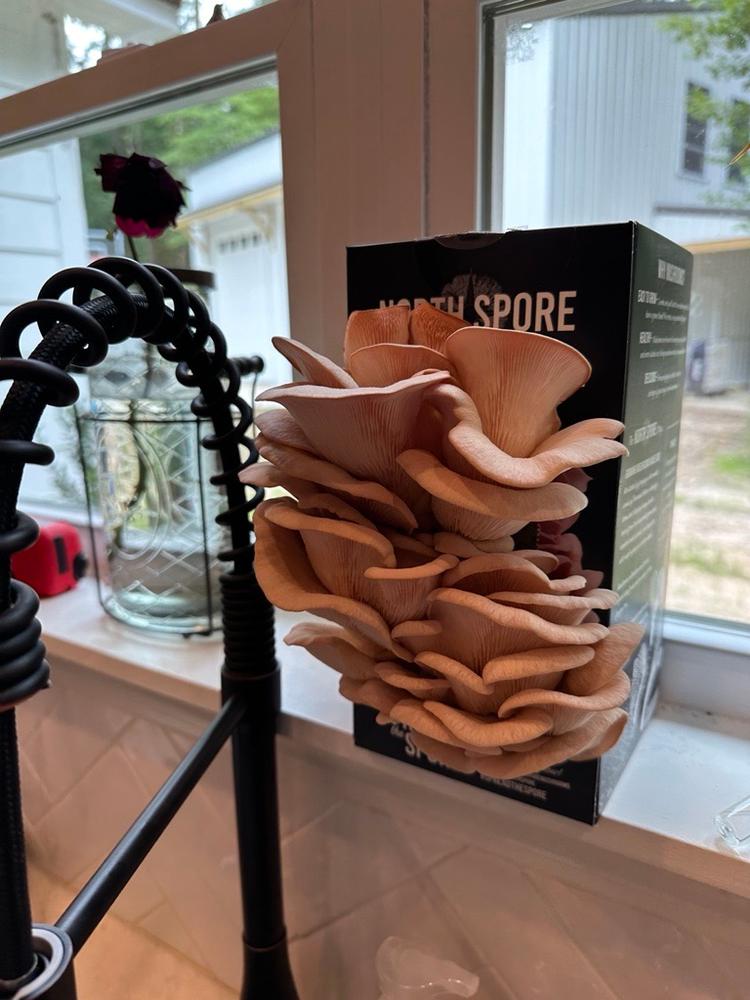 Organic Pink Oyster Mushroom Grow Kit Fruiting Block - Customer Photo From Justin