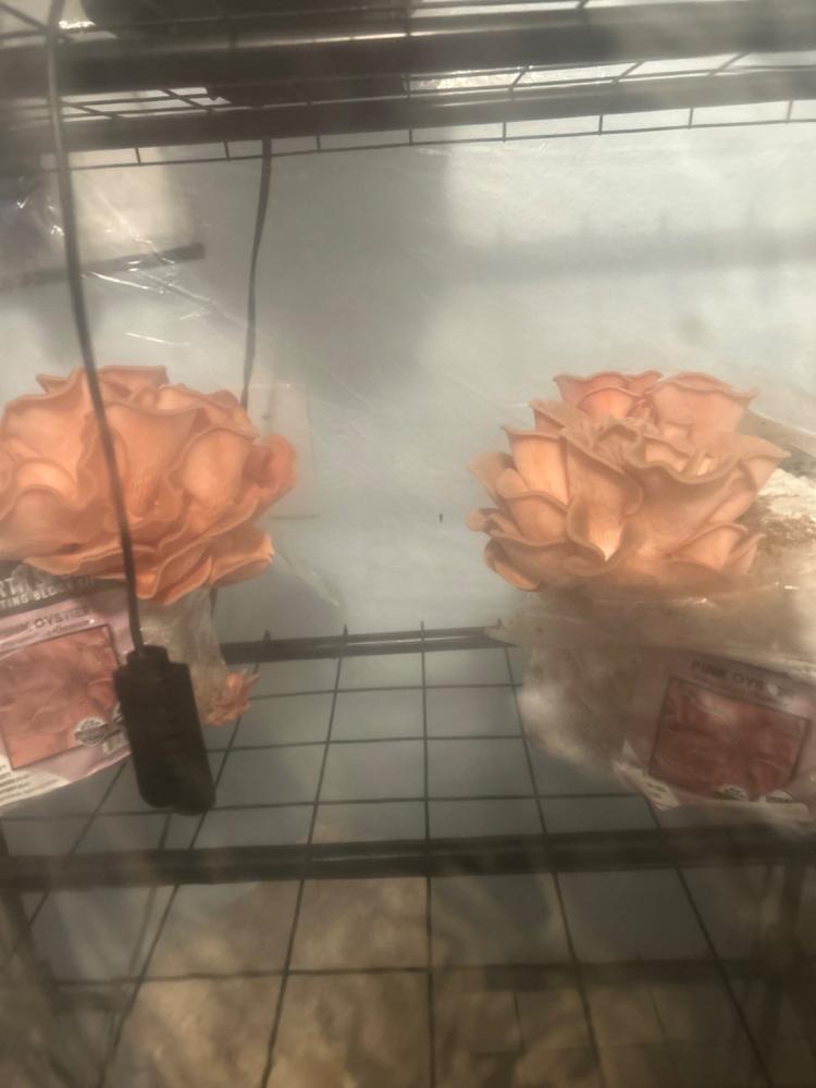 Organic Pink Oyster Mushroom Grow Kit Fruiting Block - Customer Photo From James Dow