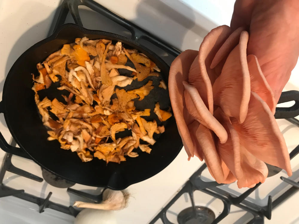 Organic Pink Oyster Mushroom Grow Kit Fruiting Block - Customer Photo From Jula Moll-Rocek