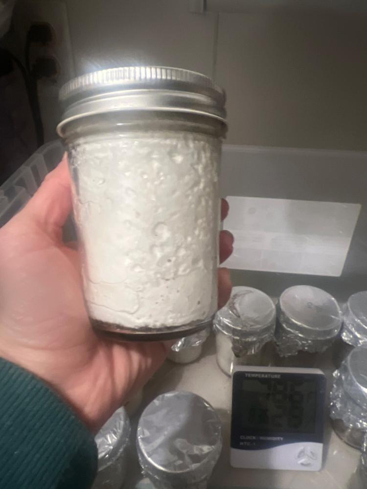 Organic Blue Oyster Mushroom Liquid Culture Syringe - Customer Photo From Devon Hukill