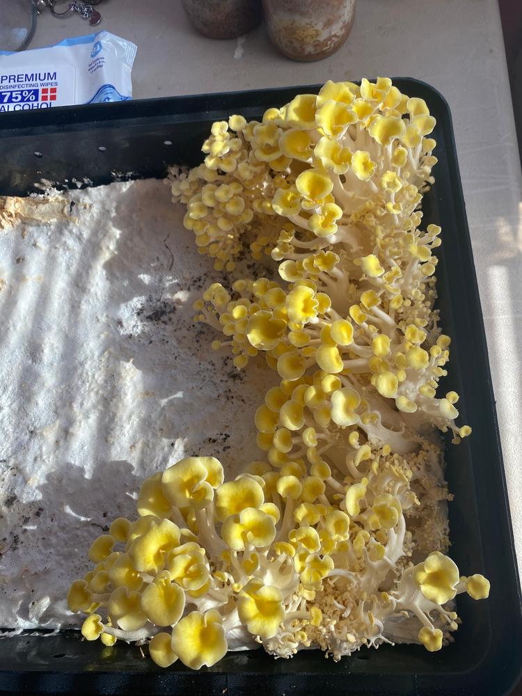 Golden Oyster Mushroom Liquid Culture Syringe - Customer Photo From Mary d 