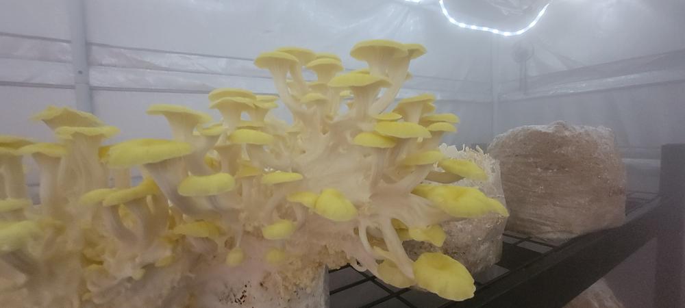 Golden Oyster Mushroom Liquid Culture Syringe - Customer Photo From Stephanie Saldivar