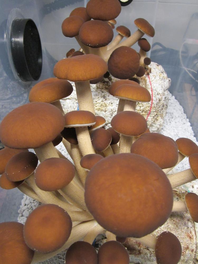 Pioppino Mushroom Liquid Culture Syringe - Customer Photo From Jack Shreves