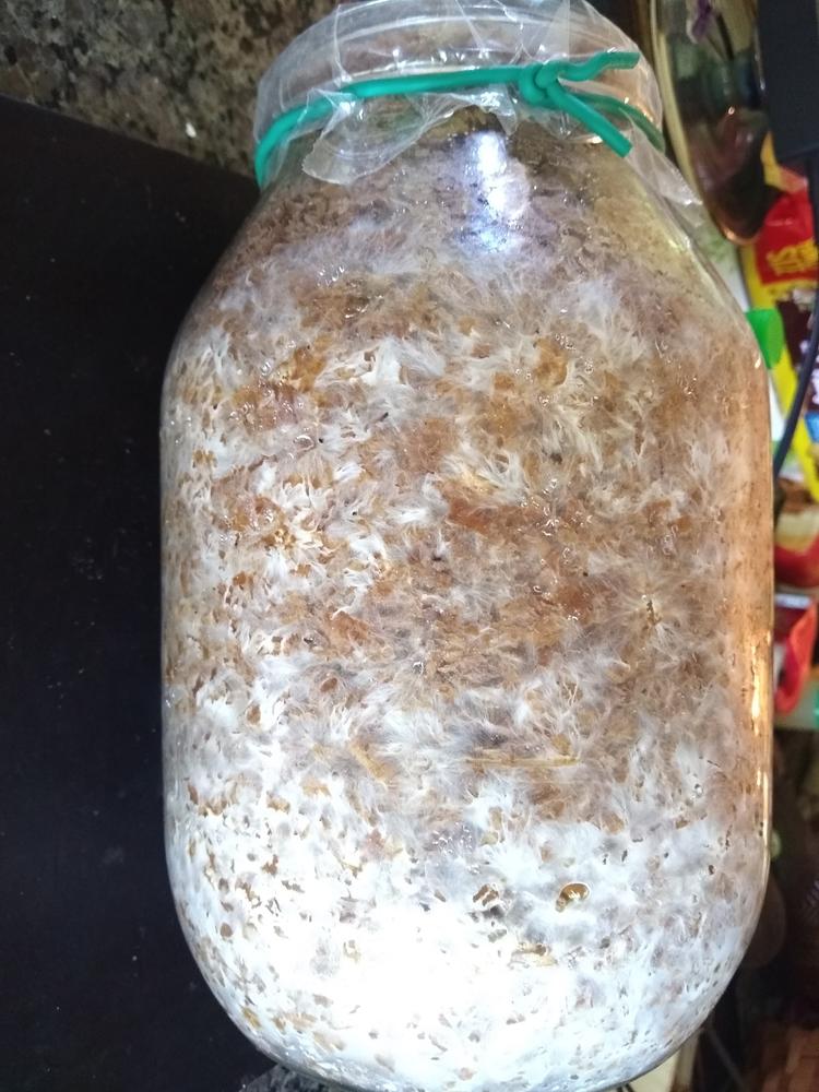 Organic Pink Oyster Mushroom Liquid Culture Syringe - Customer Photo From Zephren