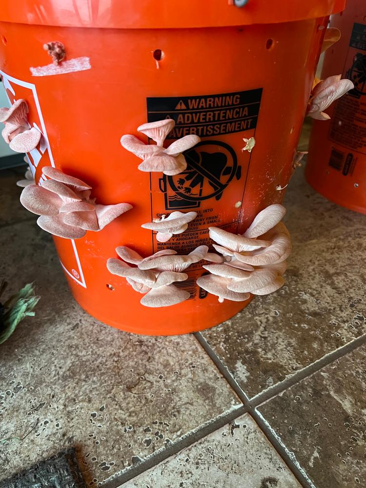 Pink Oyster Mushroom Liquid Culture Syringe - Customer Photo From Jeff