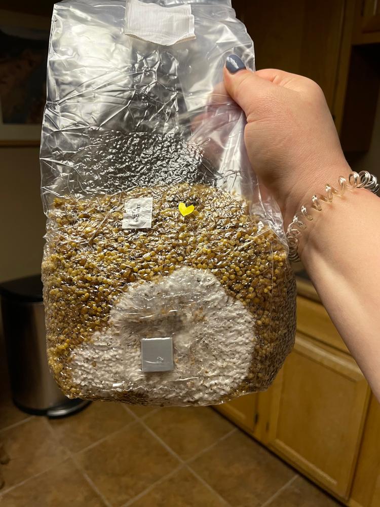8-Pack Organic Sterilized Grain Spawn Bags - Customer Photo From Autumn S.