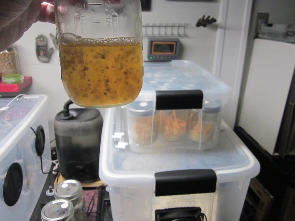 Wine Cap Mushroom Liquid Culture Syringe - Customer Photo From Jack Shreves
