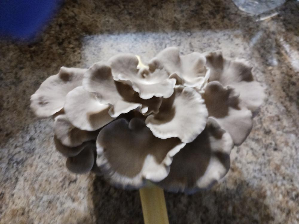 Mystery 3 pc. Mushroom Fruiting Block Kit Bundle - Customer Photo From Larry