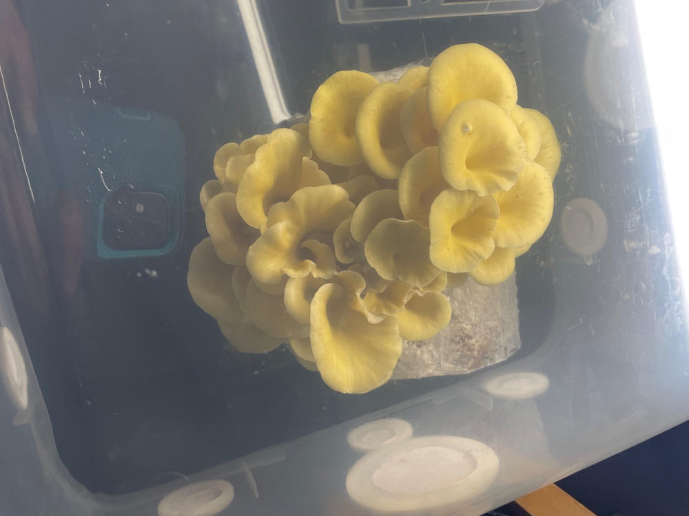 Boomr Bin Monotub Automated Tech Kit - Customer Photo From Jason Keene