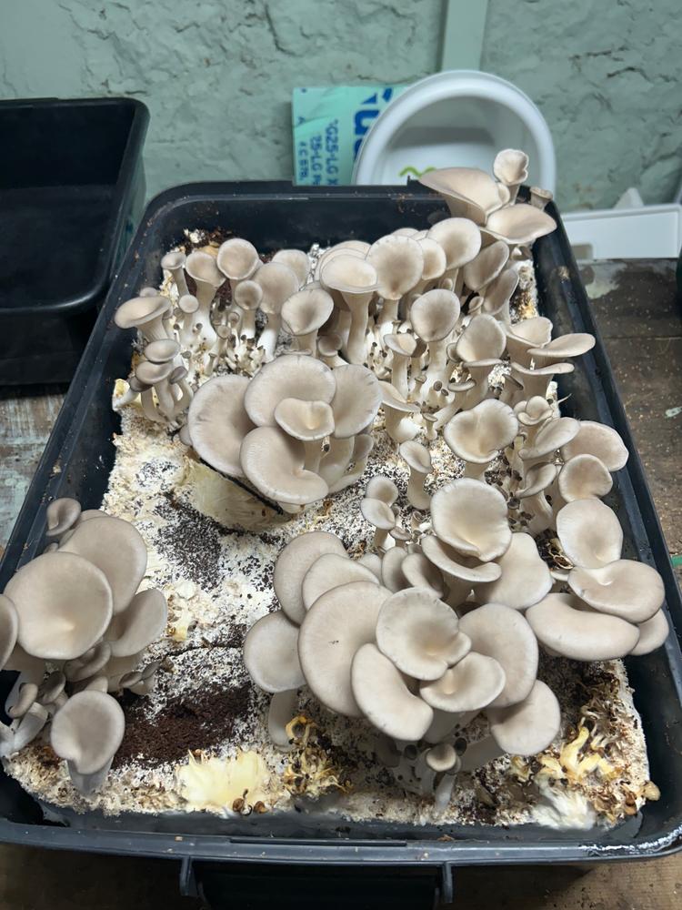 BoomRoom II' Automated Martha Tent Mushroom Grow System