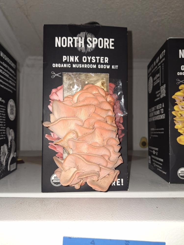 3-Pack Organic Oyster ‘Spray & Grow’ Mushroom Kit Bundle - Customer Photo From Marlin Sensenig