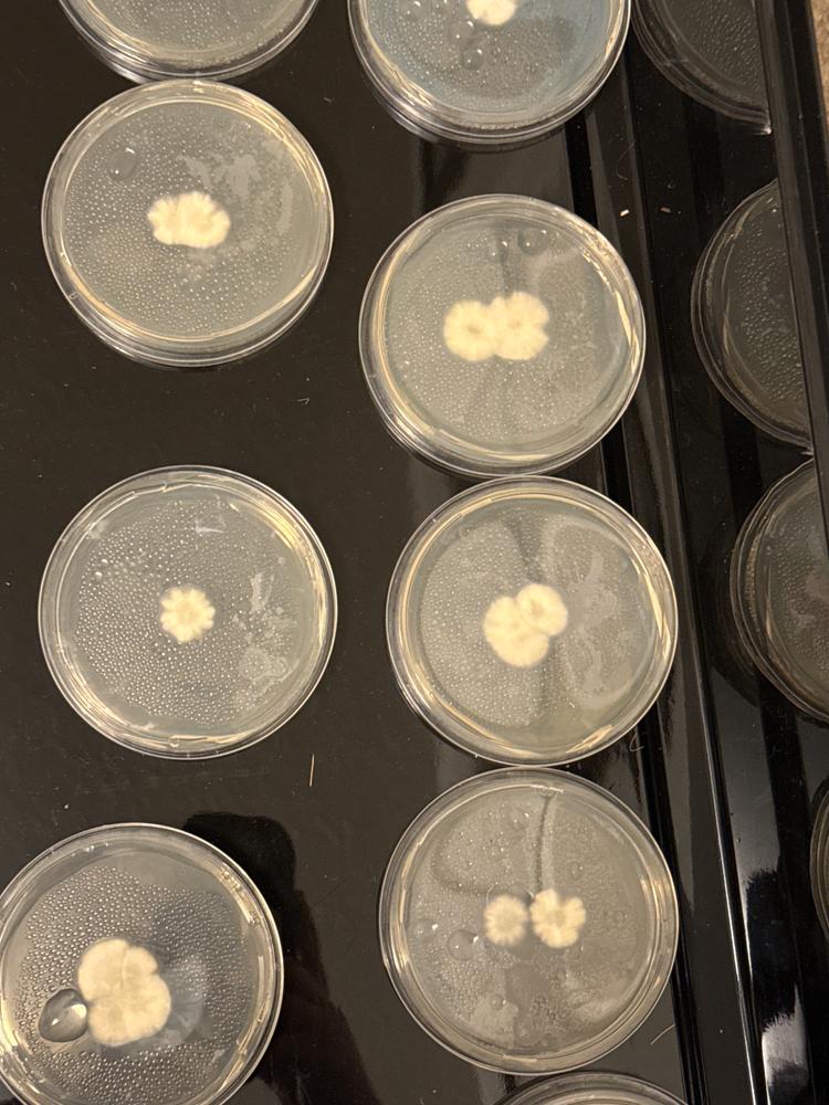 GLEAVI 10 Pièces Plaques Agar Nourrissantes - Plaques De Pétri Préversées Pour Culture Champignons Et Expériences Scientifiques