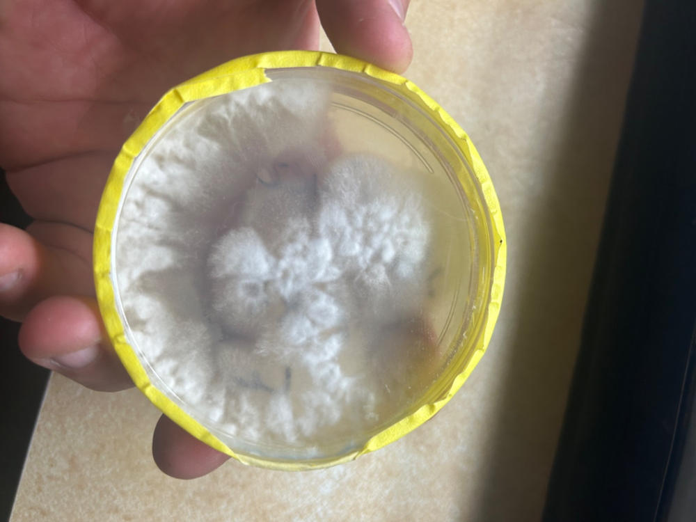Pre-Poured Sterile Agar Plates for Mushroom Cultures - Customer Photo From Jimmy Rogers