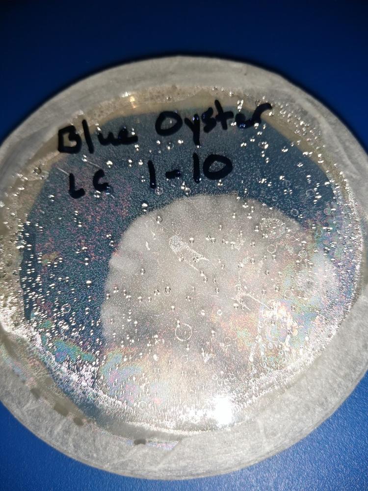 Pre-Poured Sterile Agar Plates for Mushroom Cultures - Customer Photo From Tyler Egan