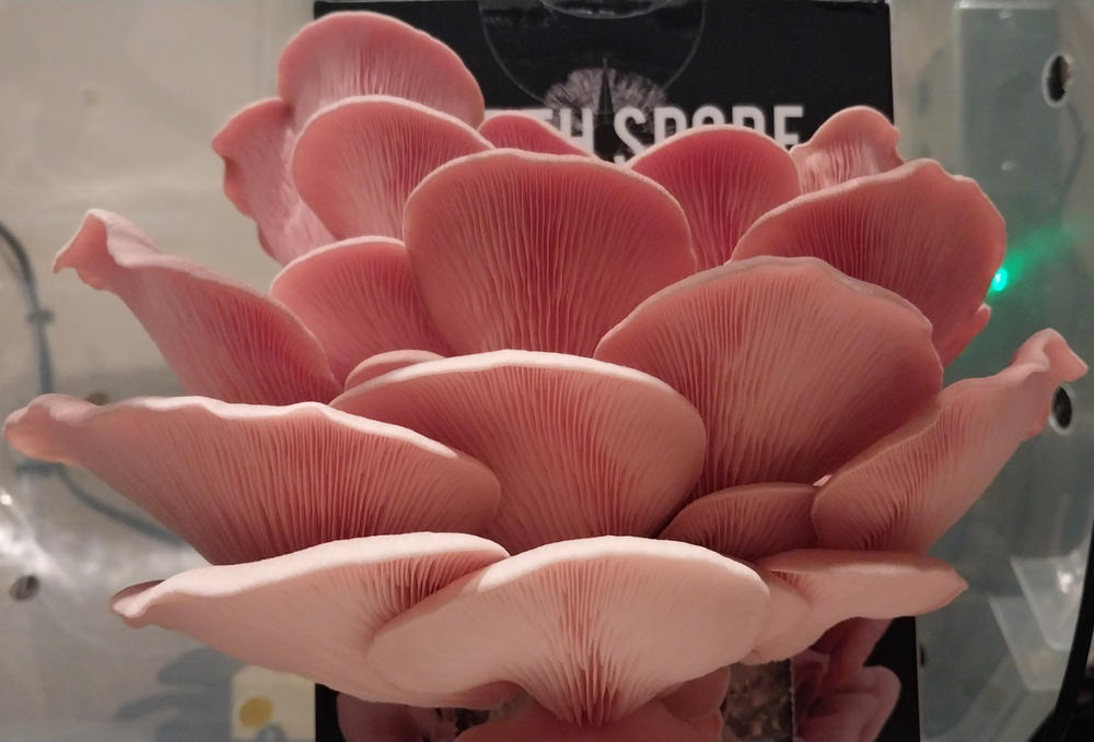 Organic Pink Oyster ‘Spray & Grow’ Mushroom Growing Kit - Customer Photo From William Dyke
