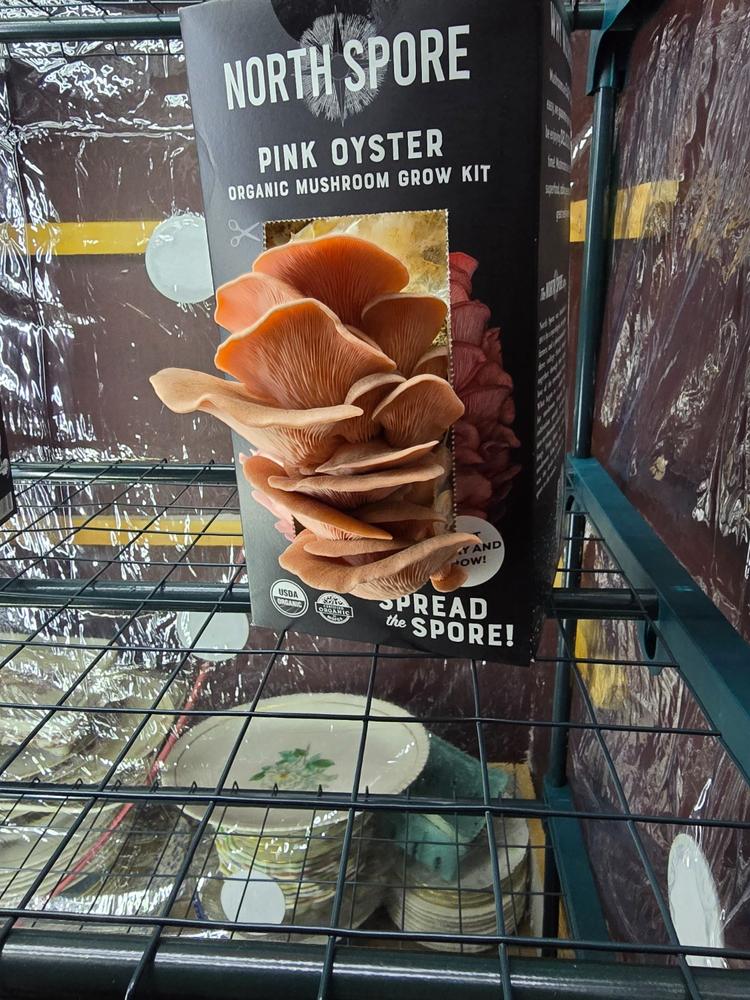 Organic Pink Oyster ‘Spray & Grow’ Mushroom Growing Kit - Customer Photo From Joshua Johansen