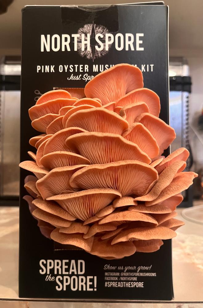Organic Pink Oyster ‘Spray & Grow’ Mushroom Growing Kit - Customer Photo From Matt