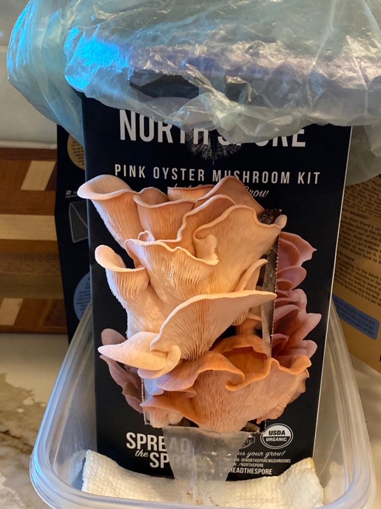 Organic Pink Oyster ‘Spray & Grow’ Mushroom Growing Kit - Customer Photo From Kathy Murphy