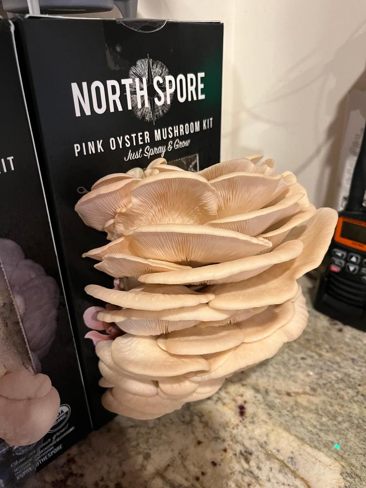 Organic Pink Oyster ‘Spray & Grow’ Mushroom Growing Kit - Customer Photo From Jonathan Gryniuk