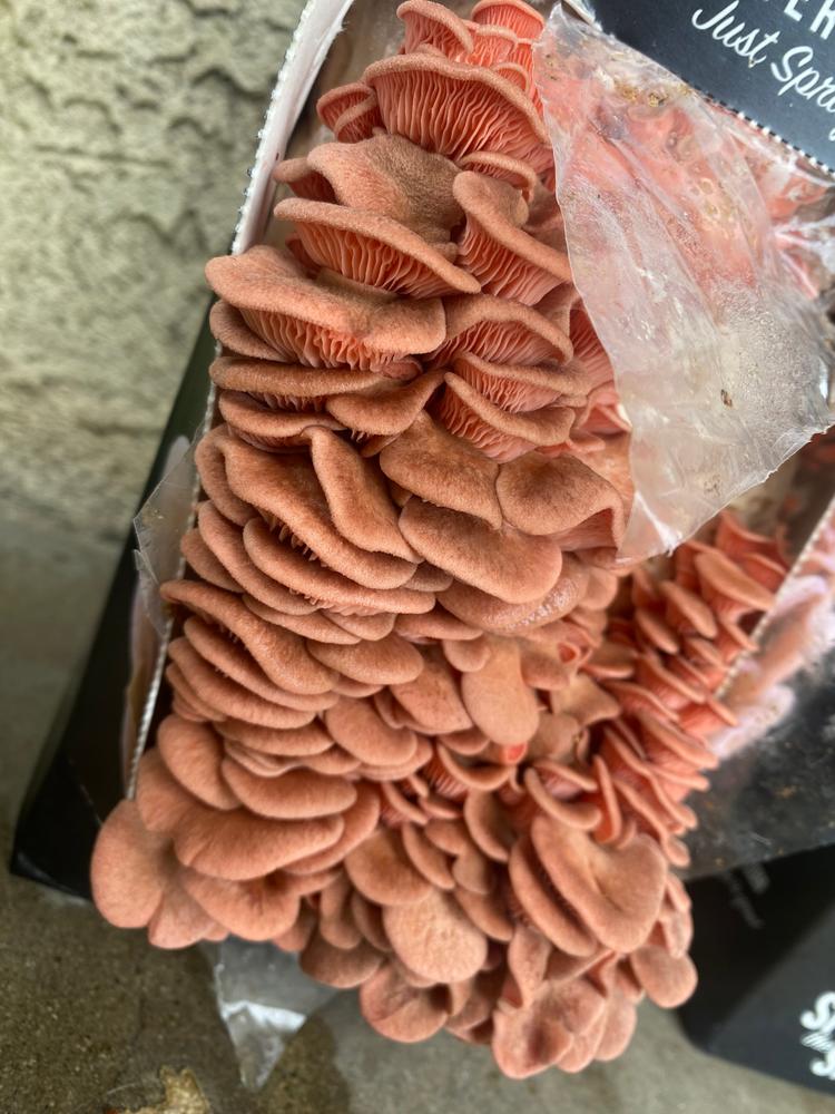 Organic Pink Oyster ‘Spray & Grow’ Mushroom Growing Kit - Customer Photo From Jenny
