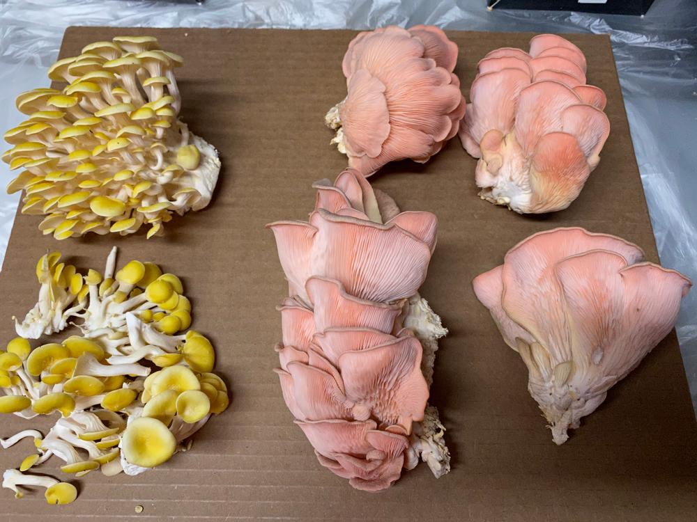 Organic Pink Oyster ‘Spray & Grow’ Mushroom Growing Kit - Customer Photo From Kat Bullock