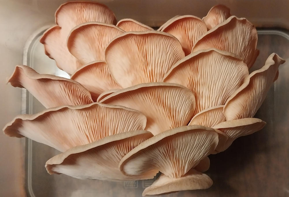 Organic Pink Oyster ‘Spray & Grow’ Mushroom Growing Kit - Customer Photo From William Dyke