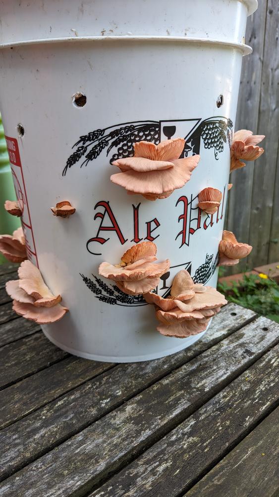 Organic Pink Oyster ‘Spray & Grow’ Mushroom Growing Kit - Customer Photo From Michael