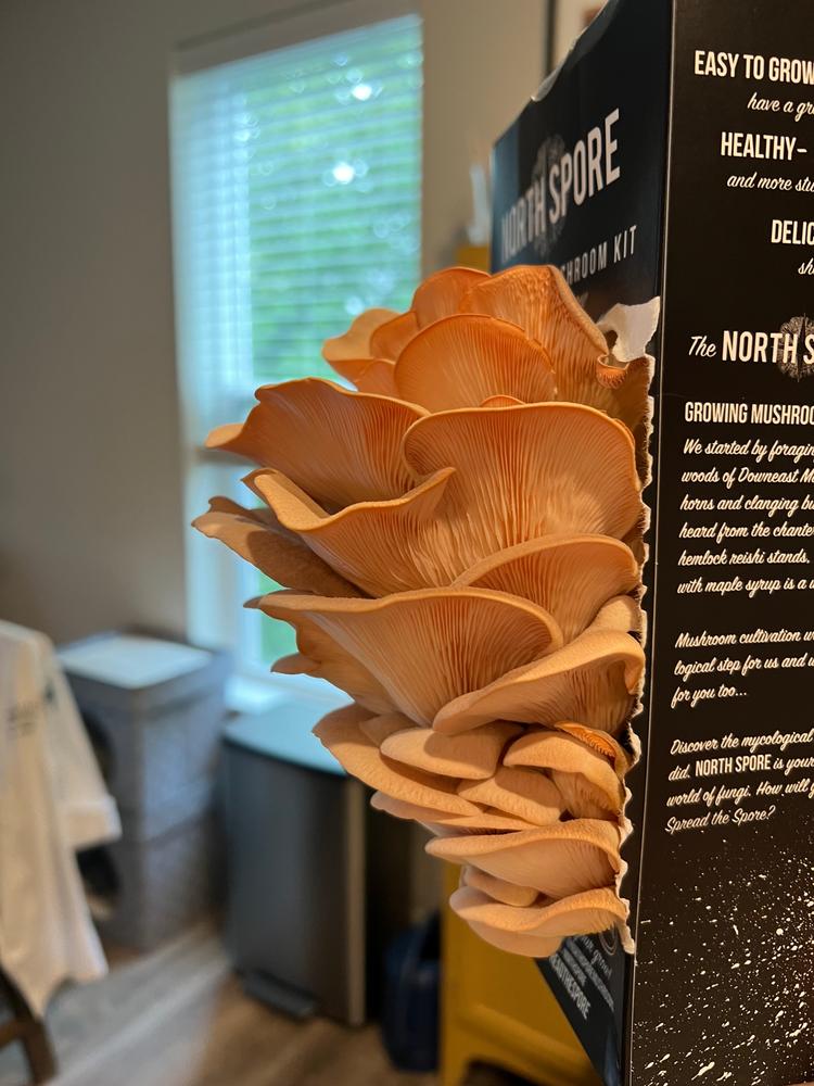 Organic Pink Oyster ‘Spray & Grow’ Mushroom Growing Kit - Customer Photo From Tom Legg