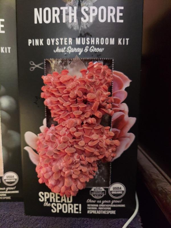 Organic Pink Oyster ‘Spray & Grow’ Mushroom Growing Kit - Customer Photo From Laura Young
