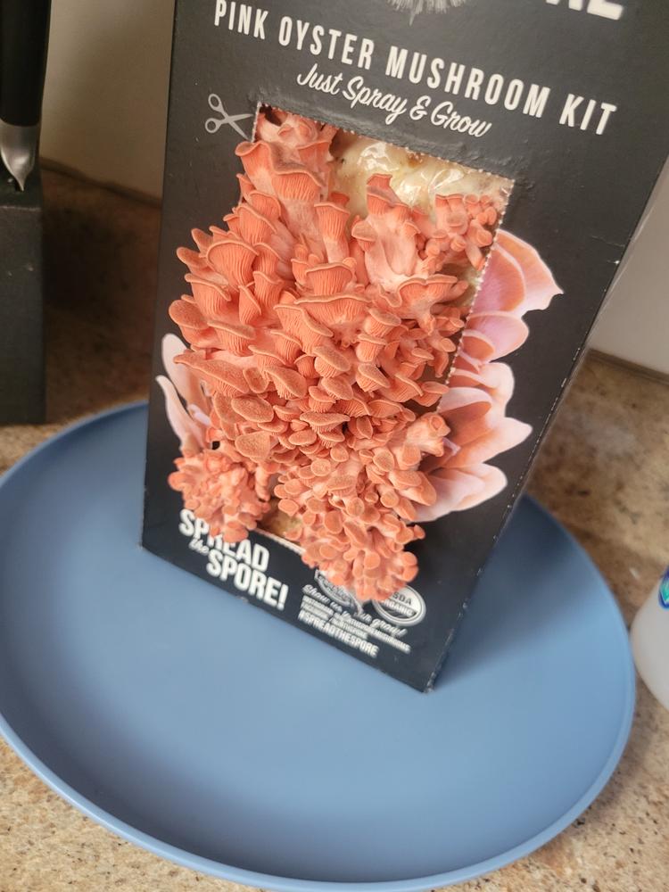 Organic Pink Oyster ‘Spray & Grow’ Mushroom Growing Kit - Customer Photo From Nick Jolliff