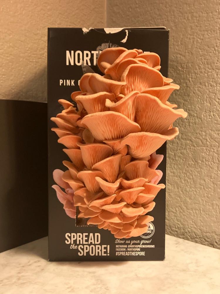 Organic Pink Oyster ‘Spray & Grow’ Mushroom Growing Kit - Customer Photo From Sam Marshall