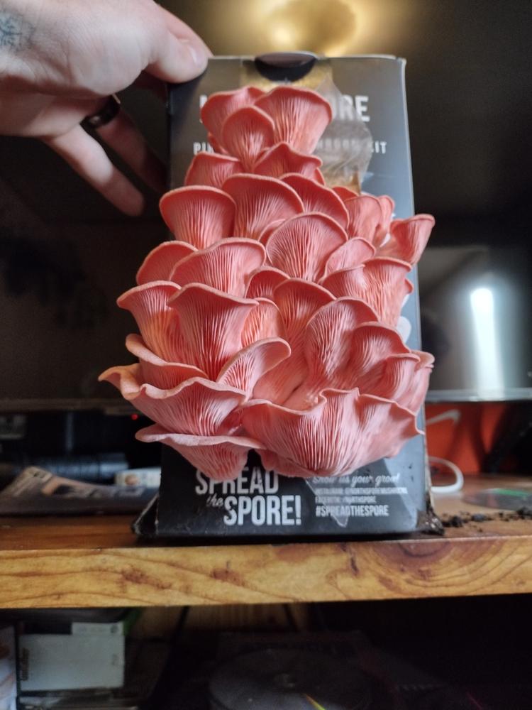 Organic Pink Oyster ‘Spray & Grow’ Mushroom Growing Kit - Customer Photo From Dylin miller
