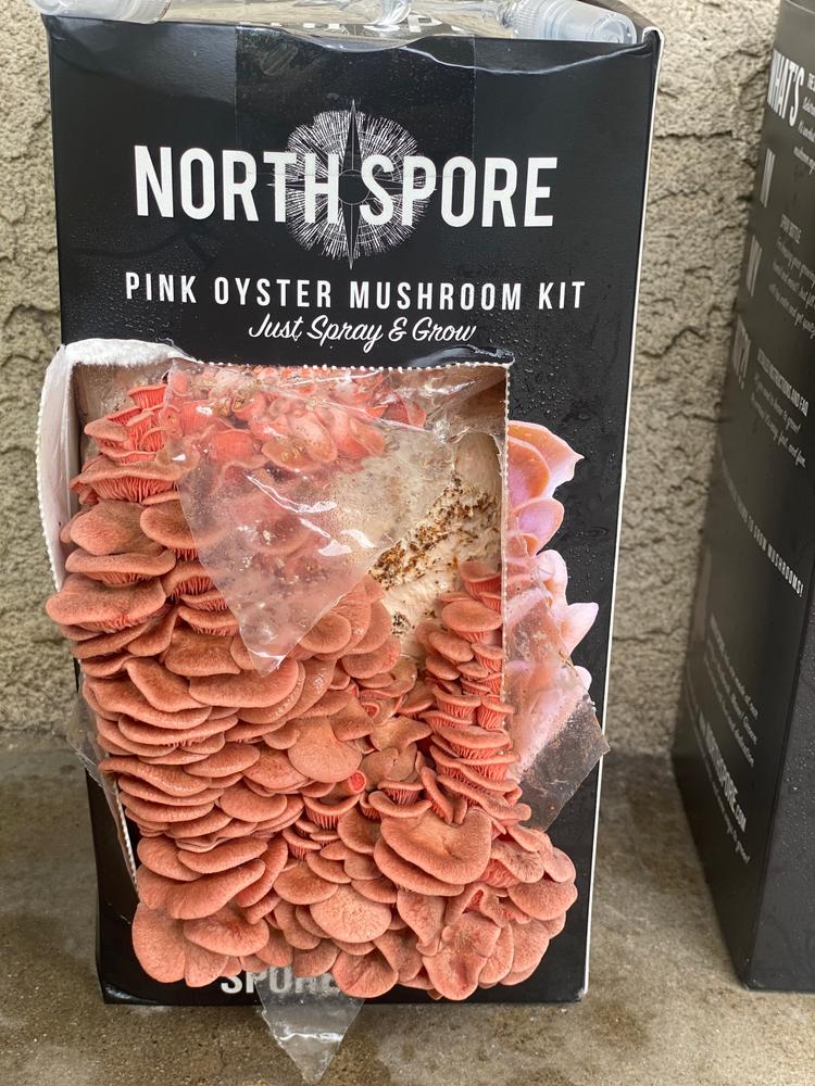 Organic Pink Oyster ‘Spray & Grow’ Mushroom Growing Kit - Customer Photo From Jenny