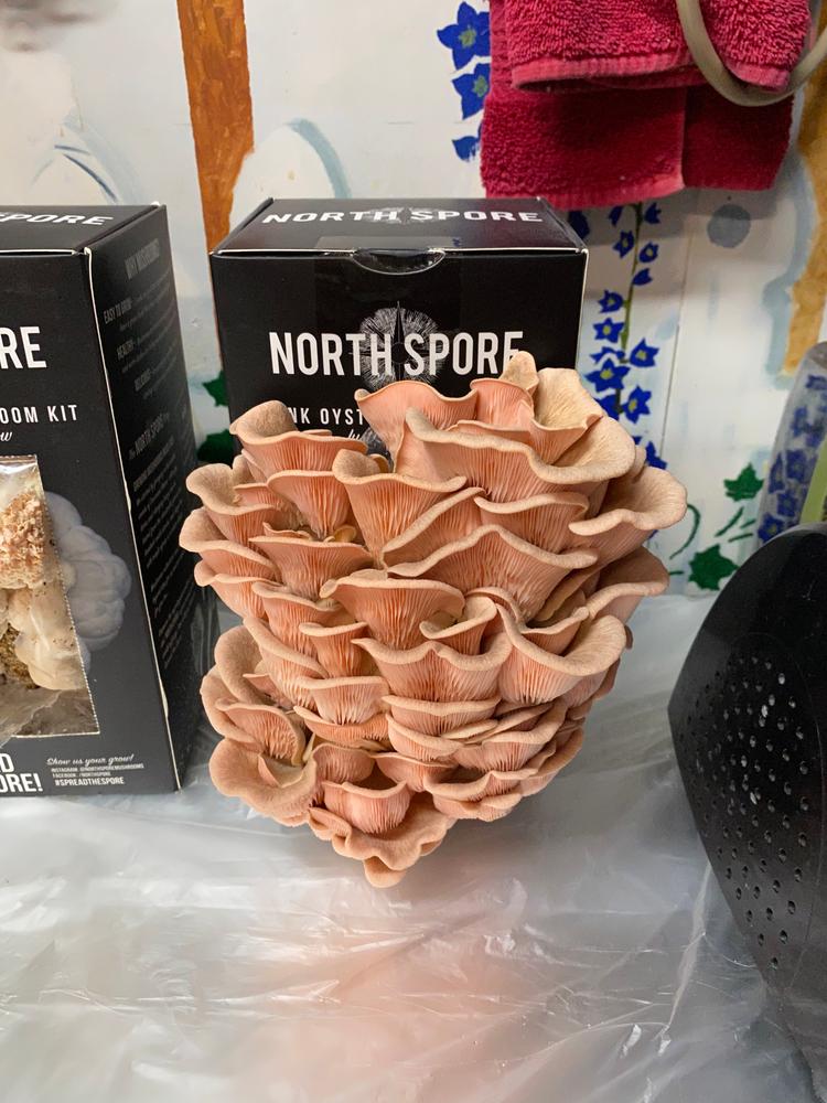 Organic Pink Oyster ‘Spray & Grow’ Mushroom Growing Kit - Customer Photo From Kat Bullock