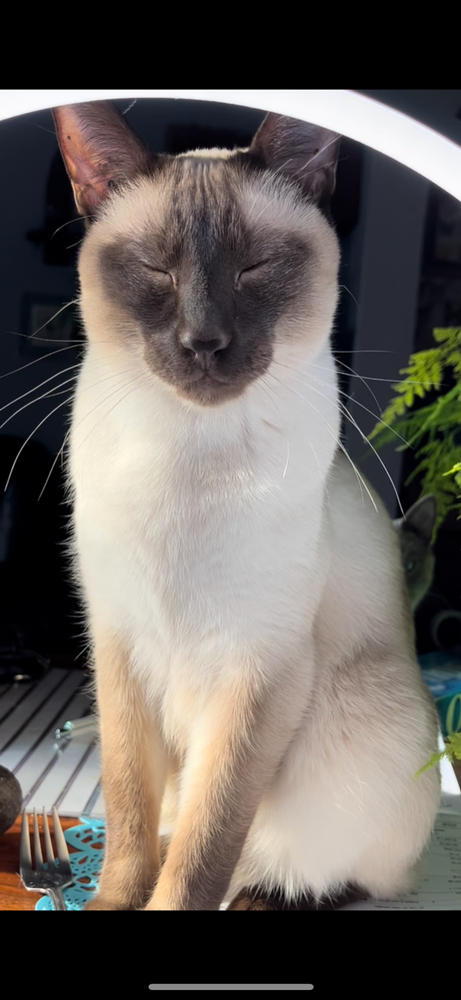 Kala Therapy Lamp For Seasonal Affective Disorder (SAD) - Customer Photo From Pamela Maurstad