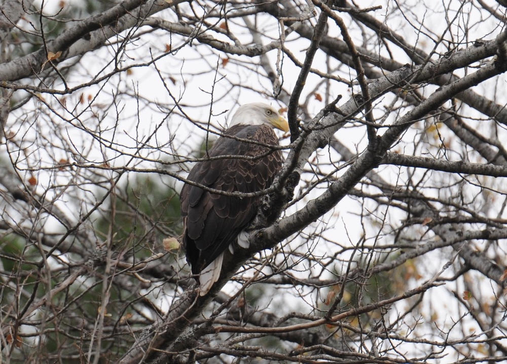 Kala Red Light Elite Panel - Customer Photo From Chad B Smith