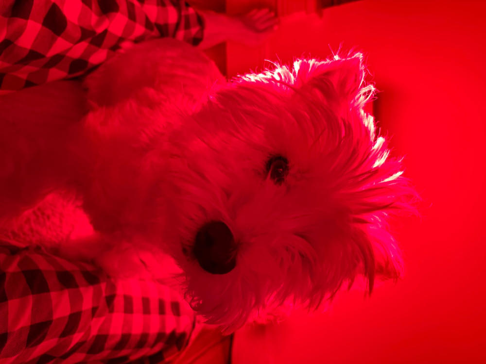 Kala Red Light Elite Panel - Customer Photo From Debbie Northrup