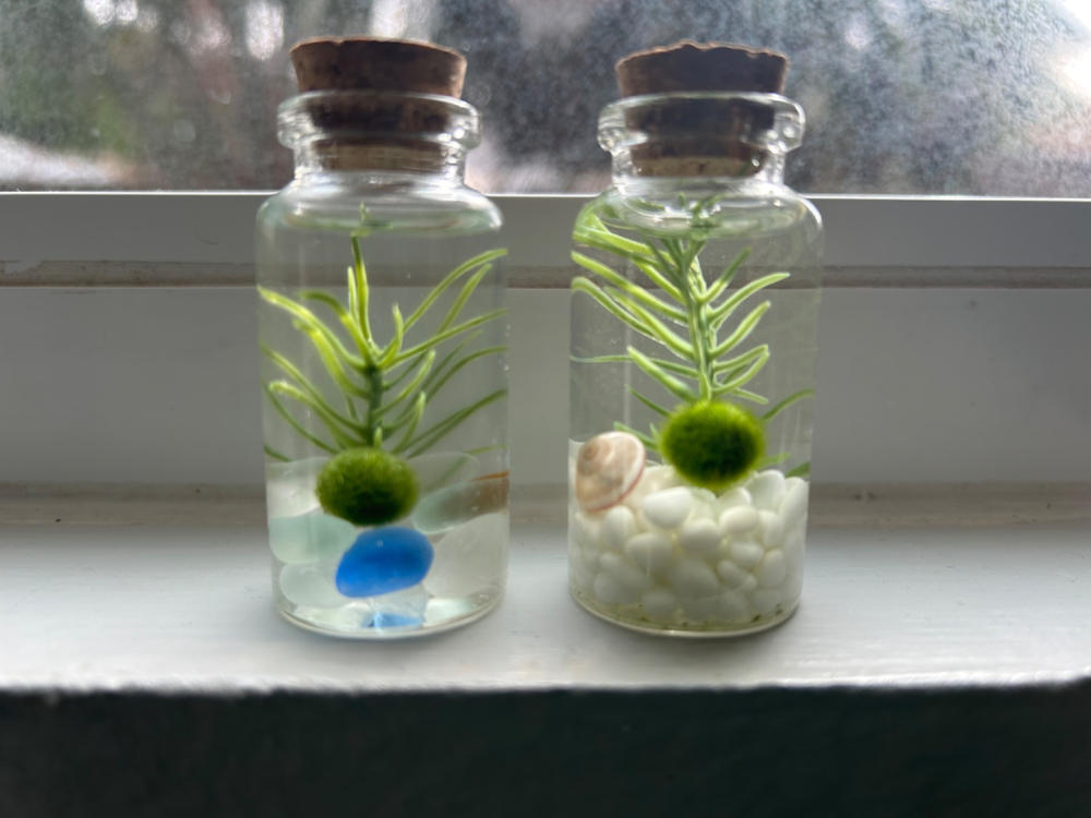 Small Alchemist Terrarium Starter Kit with Baby Moss Ball Pet