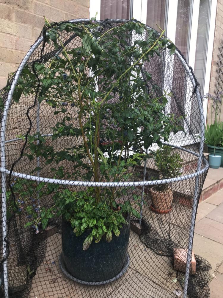 Elegance Domed Fruit Cage Fruit Cages Agriframes