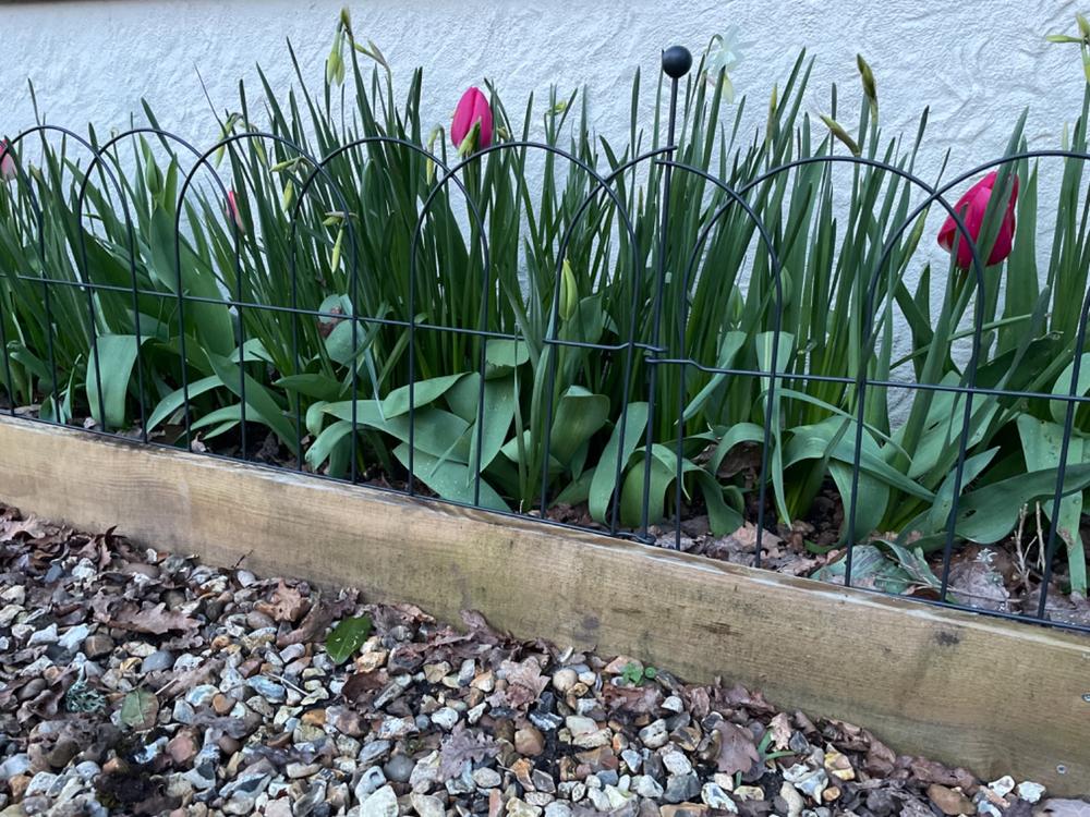 Round Lawn & Border Edging - 3 Pack - Customer Photo From lucy N.