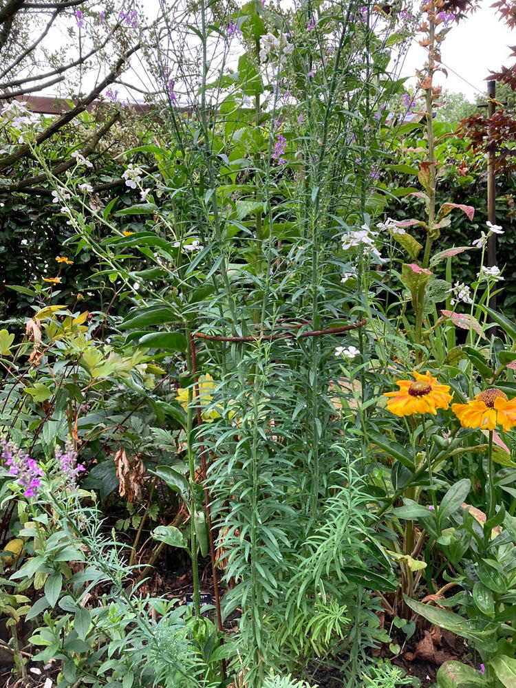 Elegance Pea & Pest Fence - Customer Photo From Robbie B.