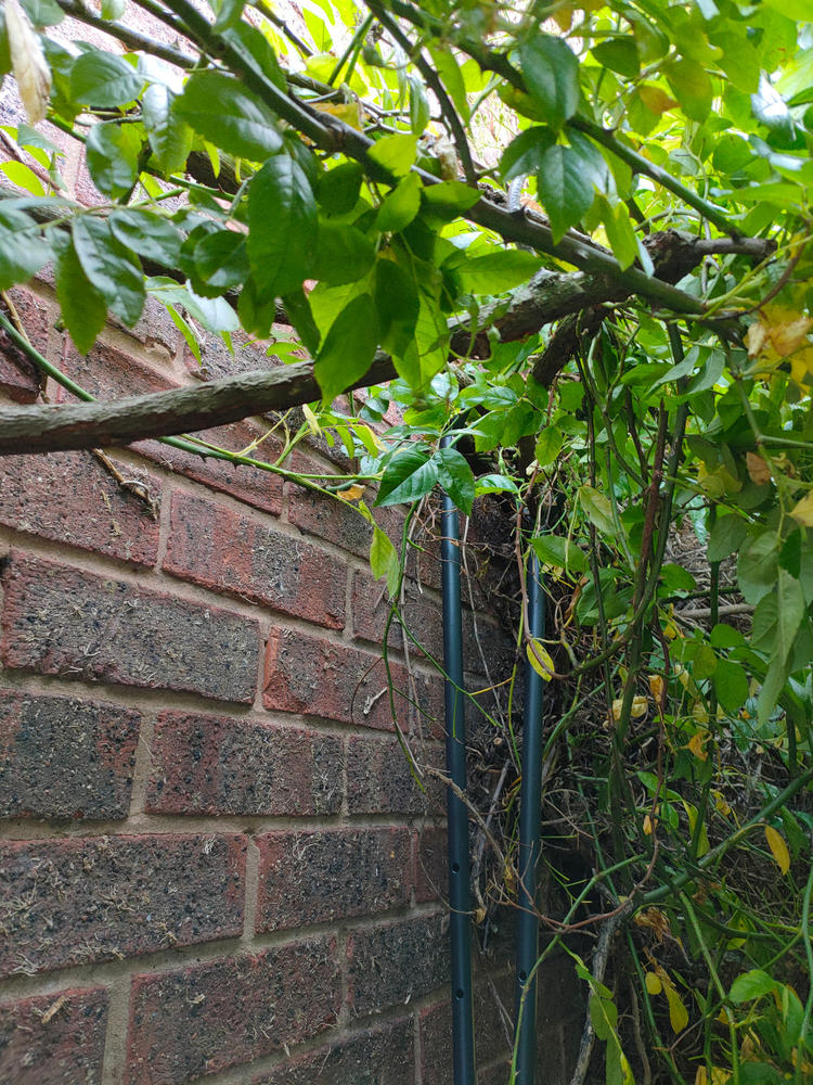 Fruit Branch Support - Customer Photo From David E.