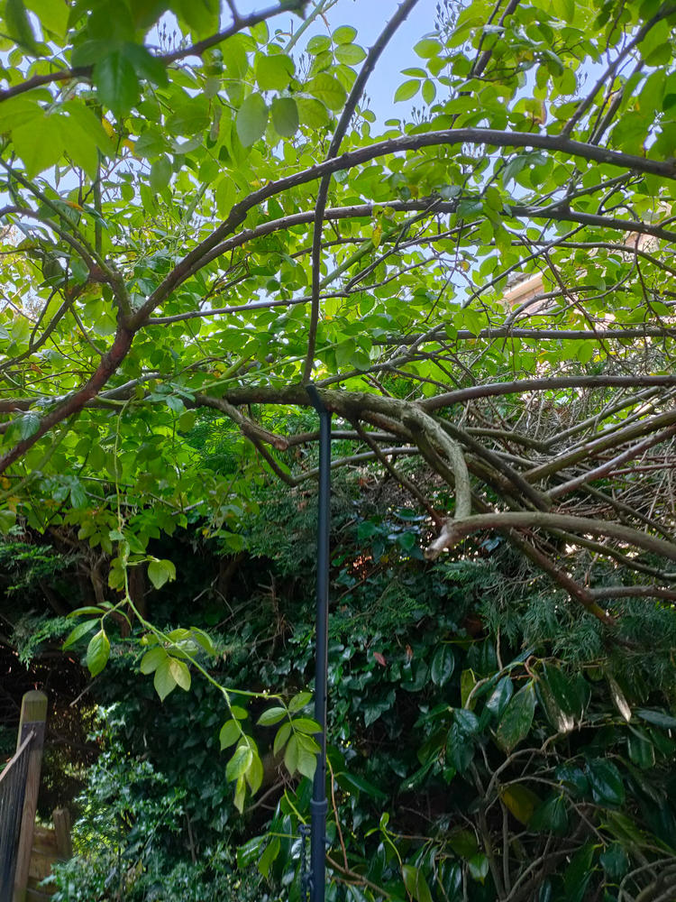 Fruit Branch Support - Customer Photo From David E.