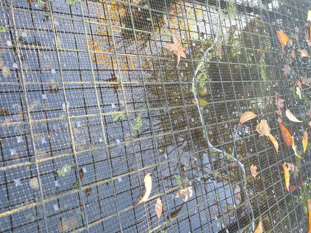 Butterfly Netting - Customer Photo From Steve S.