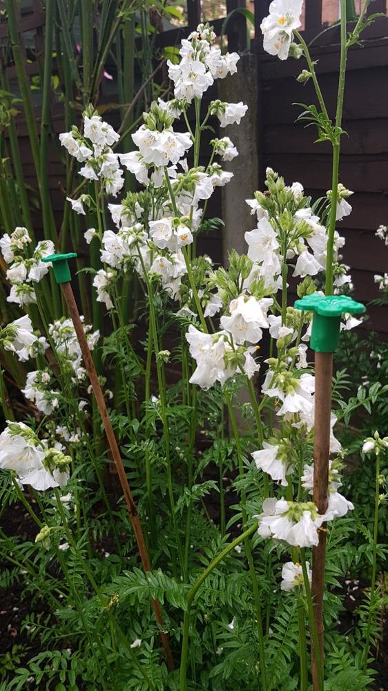 Cane Caps (Pack of 10) - Customer Photo From Christine D.