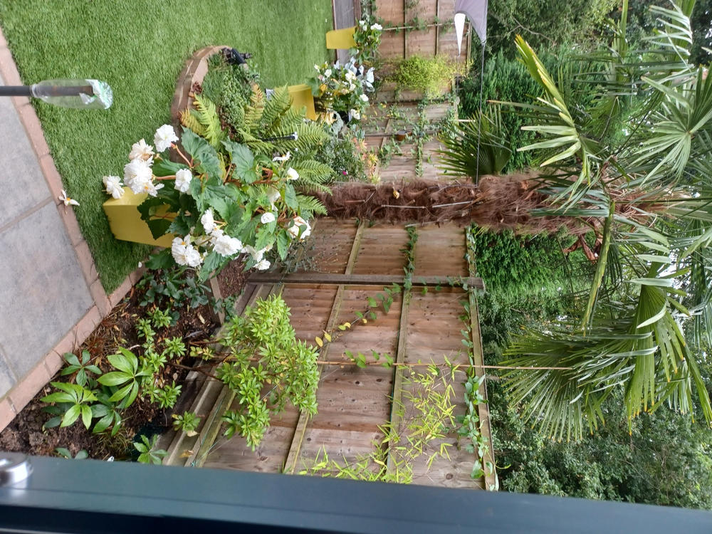 Heavy Duty Bamboo Canes - Customer Photo From Heather A.