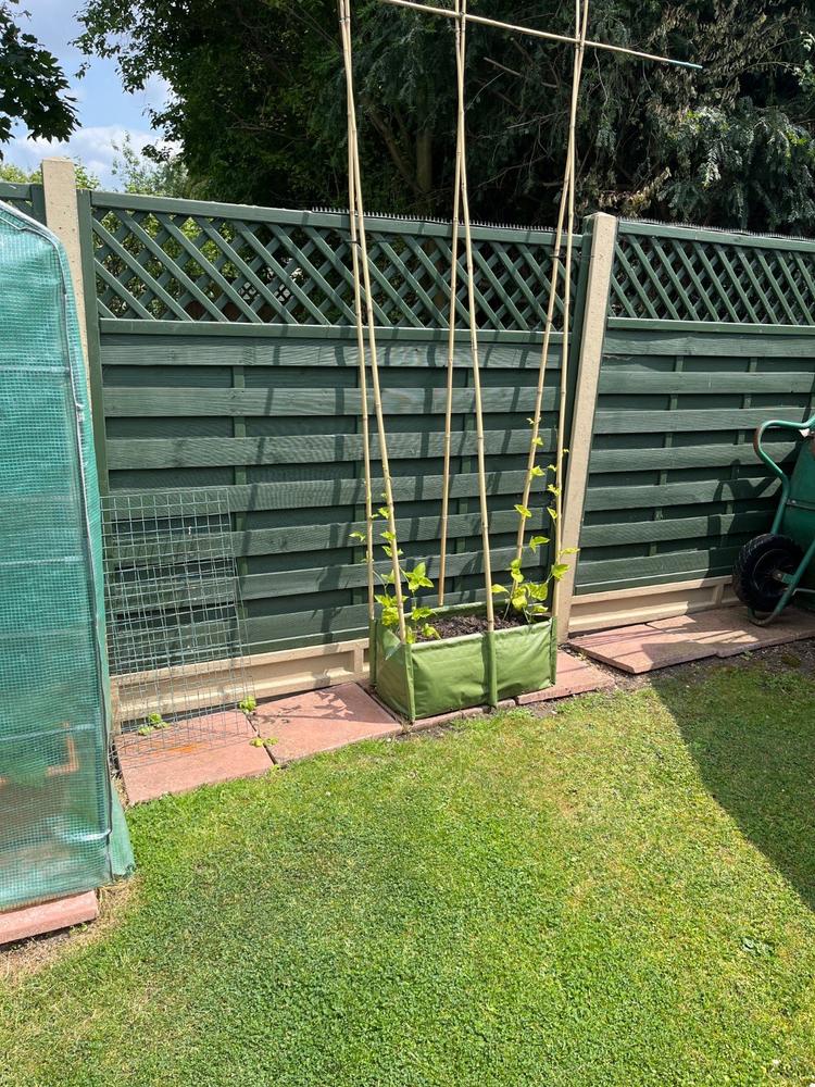 Pea & Bean Patio Planter - Customer Photo From Robert C.